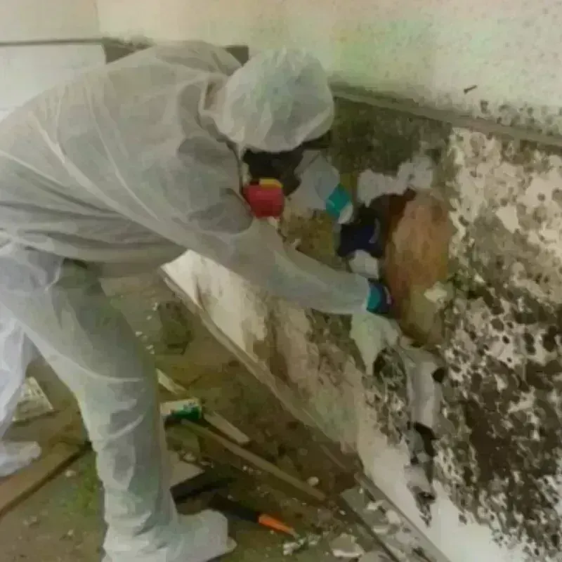 Mold Remediation and Removal in Oakfield, NY